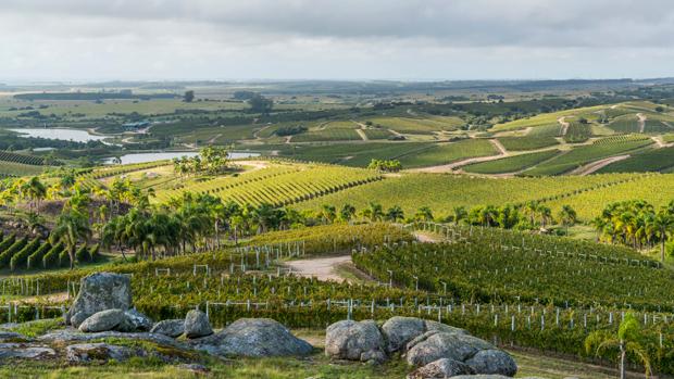 Bodega Garzón Image 3